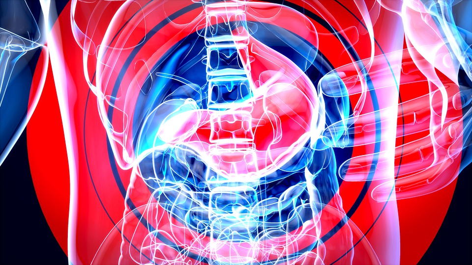 stomach-7111045_960_720.jpg